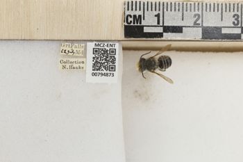 Media type: image;   Entomology 794873 Aspect: Labels